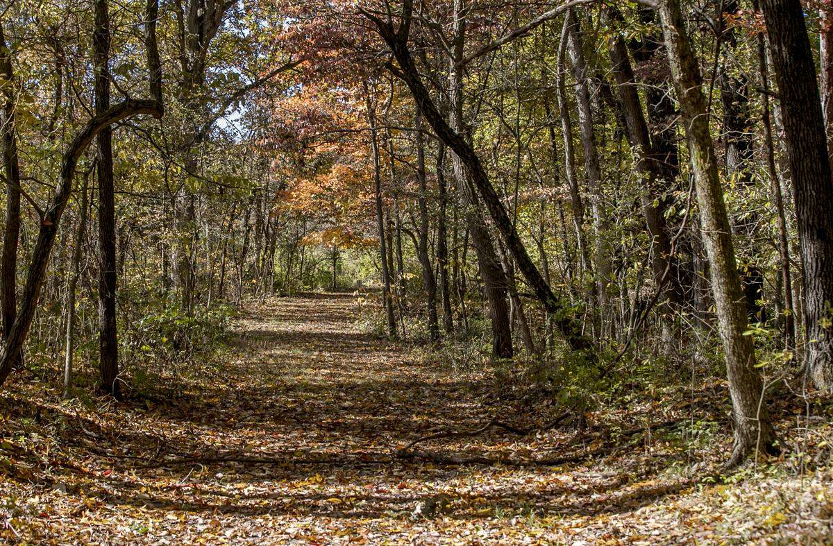 Leaves cover a section of the trail inside Stemler Cave Woods Nature Preserve. The Homer F. Stemler Memorial Walking Trail offers over 2 miles of hiking with 12 interpretive points. Hiking level is easy to moderate. The preserve is an old growth forest remnant set in the sinkhole plain between Millstadt and Columbia, Illinois. With 120 acres of oak-hickory forest and 75 acres of restored prairie, Stemler Cave Woods is the largest dedicated Illinois nature preserve in St. Clair County. Access to the preserve and parking is available on Stemler Road, 0.5 mile west of Triple Lakes Road.