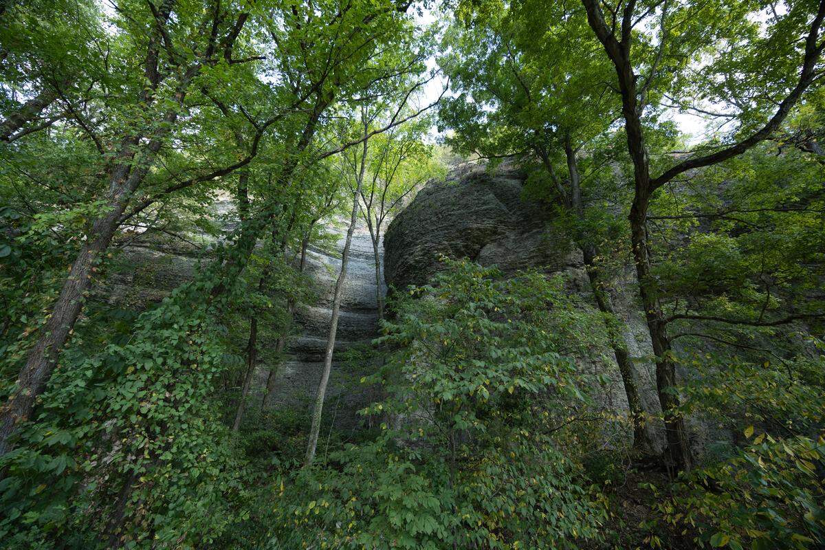 In spring and fall, a variety of snakes will descend and ascend these cliffs in Illinois’ Shawnee National Forest to and from the swamp that lies below.
