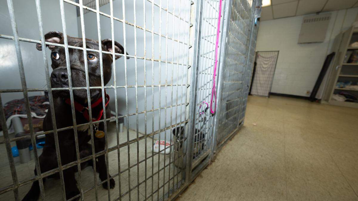 Toffee Crunch, a pitbull mix rescued by staff at Gateway Pet Guardians, where high temperatures have damaged the air conditioning system. The organization is asking for increased adoptions, monetary donations, and dehumidifiers.