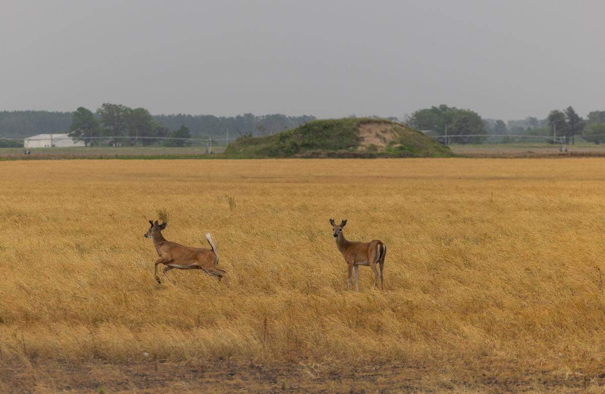 Deer dart across a field at Dogtooth Bend in May as a storm approaches. As farms are returned to wetlands, local wildlife may benefit.