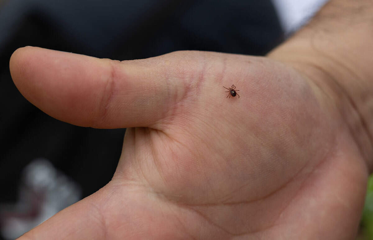 A lone star tick crawls on southern Illinois University zoology professor Agustín Jiménez’s hand on April 13, 2026, in Thompson Woods in Carbondale.