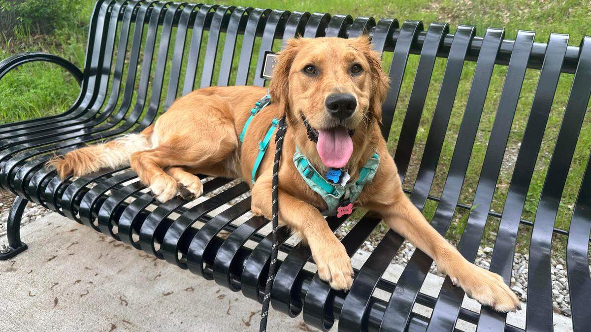 This goofy girl, Millie, is ineligible to win the BND’s cutest dog contest, on account of being the dog of a BND reporter.