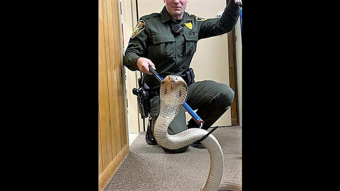 Indiana Conservation Officer Dustin Cary attempts to capture a venomous cobra during his training