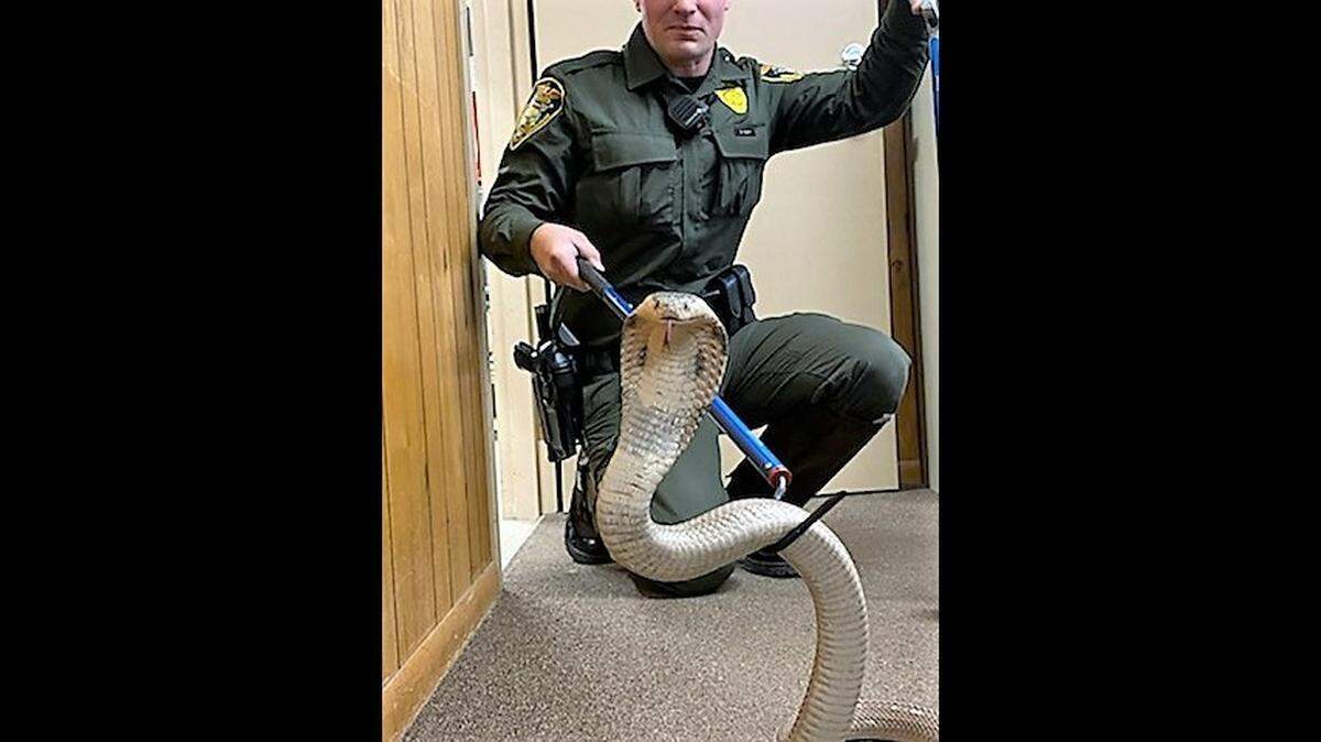 Indiana Conservation Officer Dustin Cary attempts to capture a venomous cobra during his training