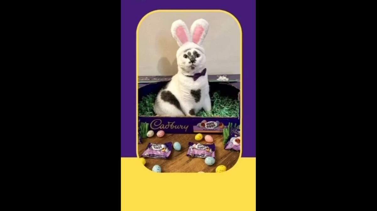 Rorschach, shown here in this screenshot from the Cadbury USA Instagram account, was adopted from the Belleville Area Humane Society.