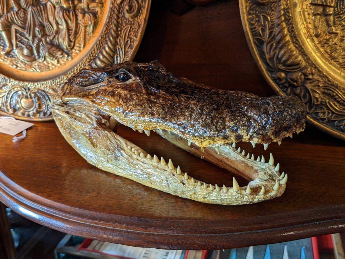 One of the multiple alligator heads on display at the Voodoo Alligator in downtown Belleville