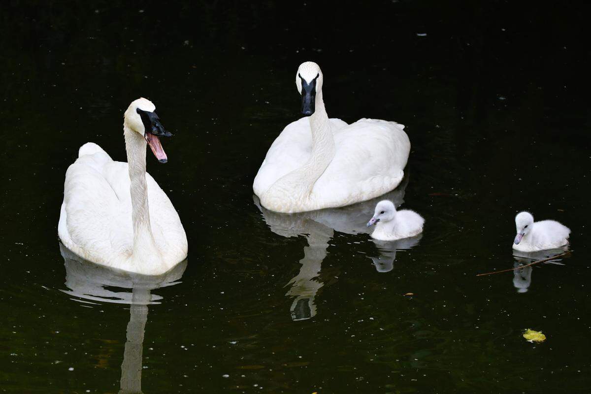 The Saint Louis Zoo’s adult trumpeter swans often “trumpet” to scare off the ducks.