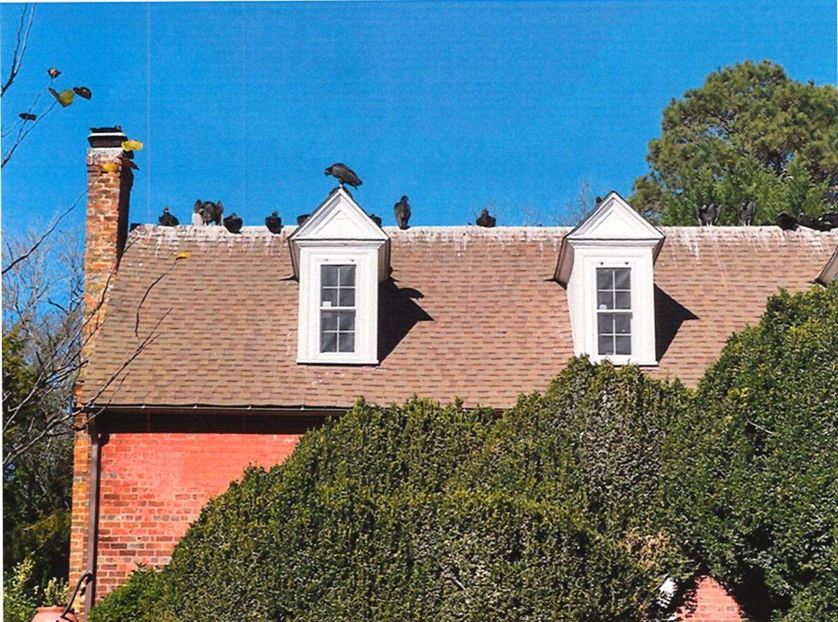 Vultures sit on a house on West Queen Street in Hillsborough