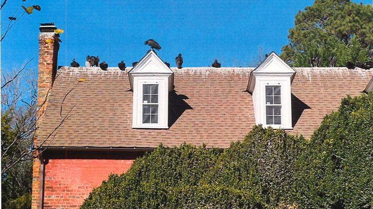 Neighbors claim couple has been feeding wild vultures. Now, this NC town is suing.