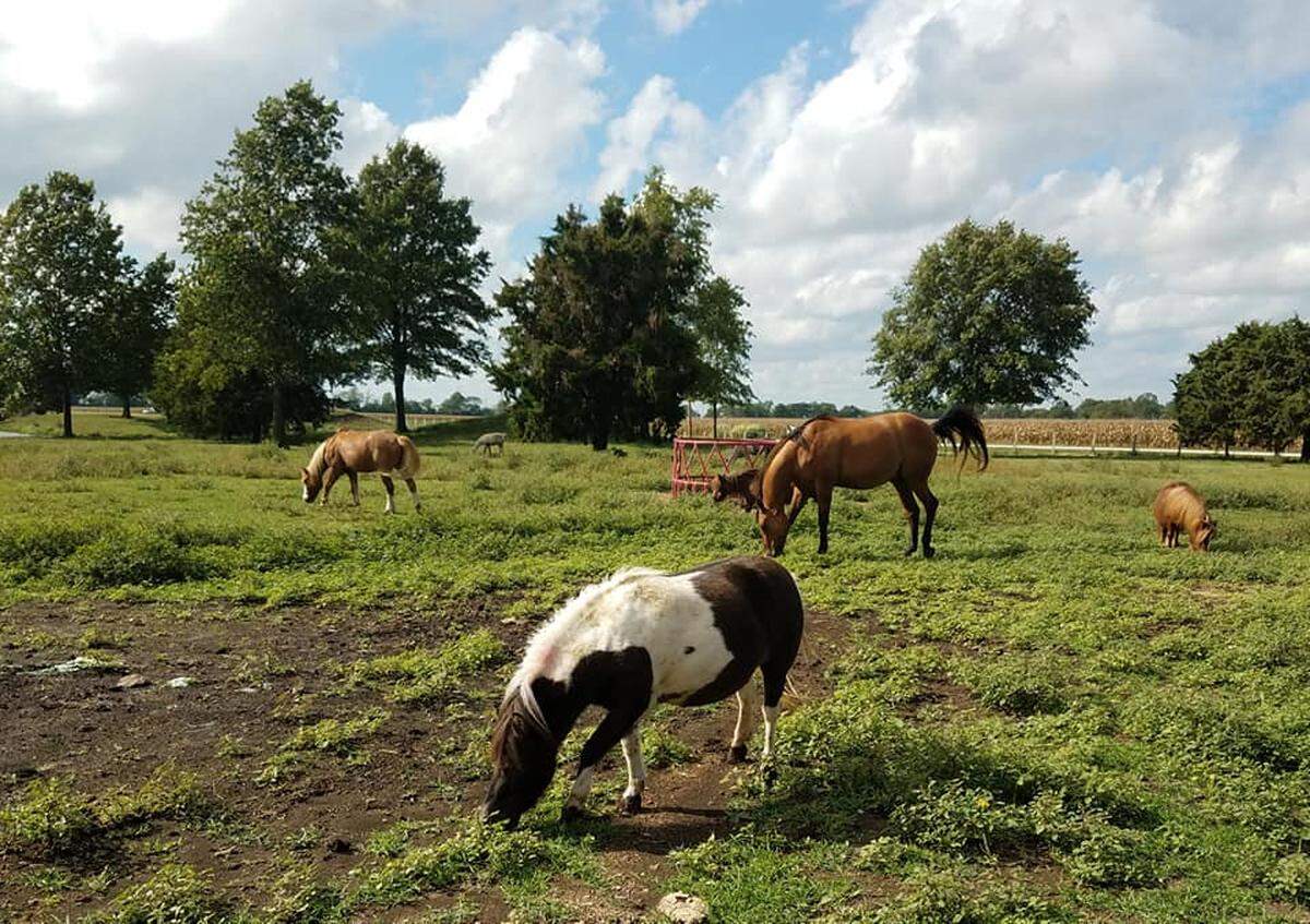 Horses and miniature horses graze at Rainbow Ranch near Nashville. A proposed 350-foot-tall cell tower would be located in the distance, between the two trees at center right.