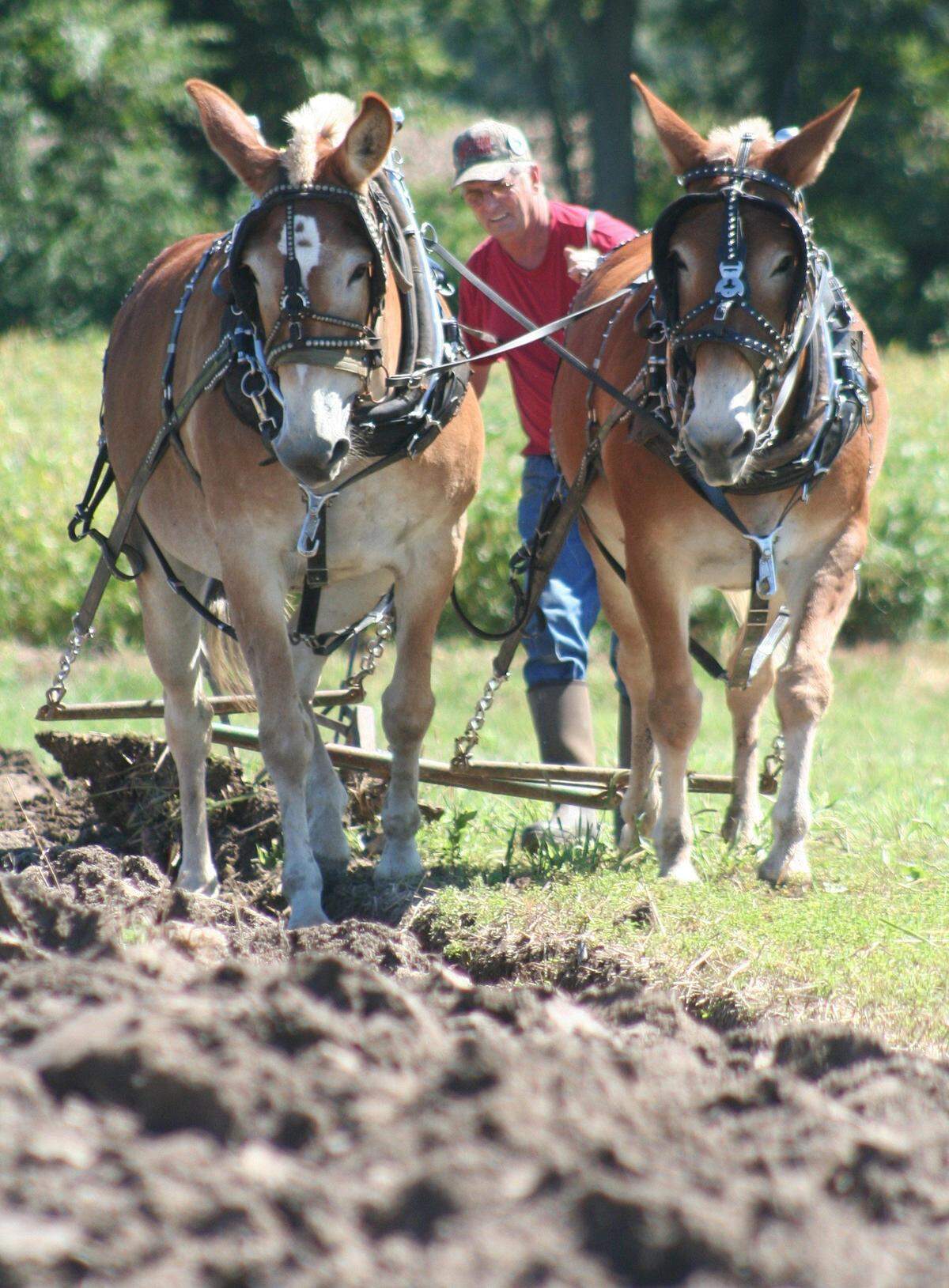 The Latzer Homestead in Highland is a turn-of-the-century home built by Louis Latzer, the founder of PET Milk. The home is now owned by the Highland Historical Society. The grounds play host to a festival every September, Homestead Harvest Days, where antique farm machinery and old-school techniques, such as plowing with mules, are put on live display.