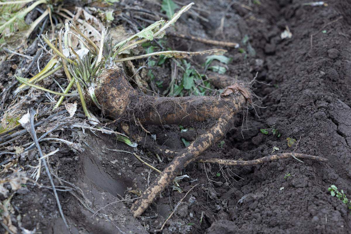 During harvest, these horseradishes are often missed by the tractor and manual laborers are needed to find the ones that were passed over.
