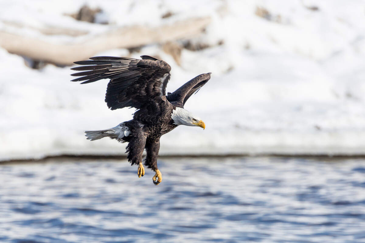 Eagle watching season starts this week throughout the Great Rivers & Routes region. For information about eagle watching, tours and other events, visit www.riversandroutes.com.