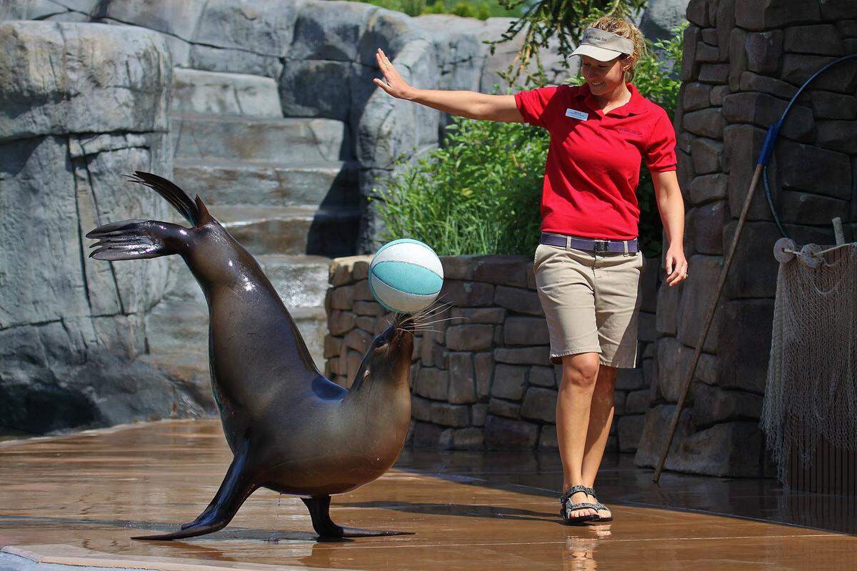 The Saint Louis Zoo begins the summer’s daily sea lion shows Friday with performances at 11 a.m., 1 p.m., 2:30 p.m. and 4 p.m. Shows will run daily through Aug. 16.