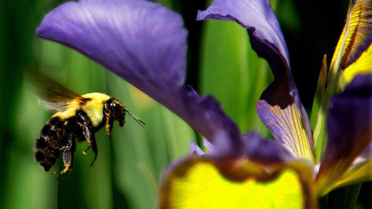 A bee flies toward a flower Tuesday, May 15, 2012 in Springfield, Ill. (AP Photo/Seth Perlman)