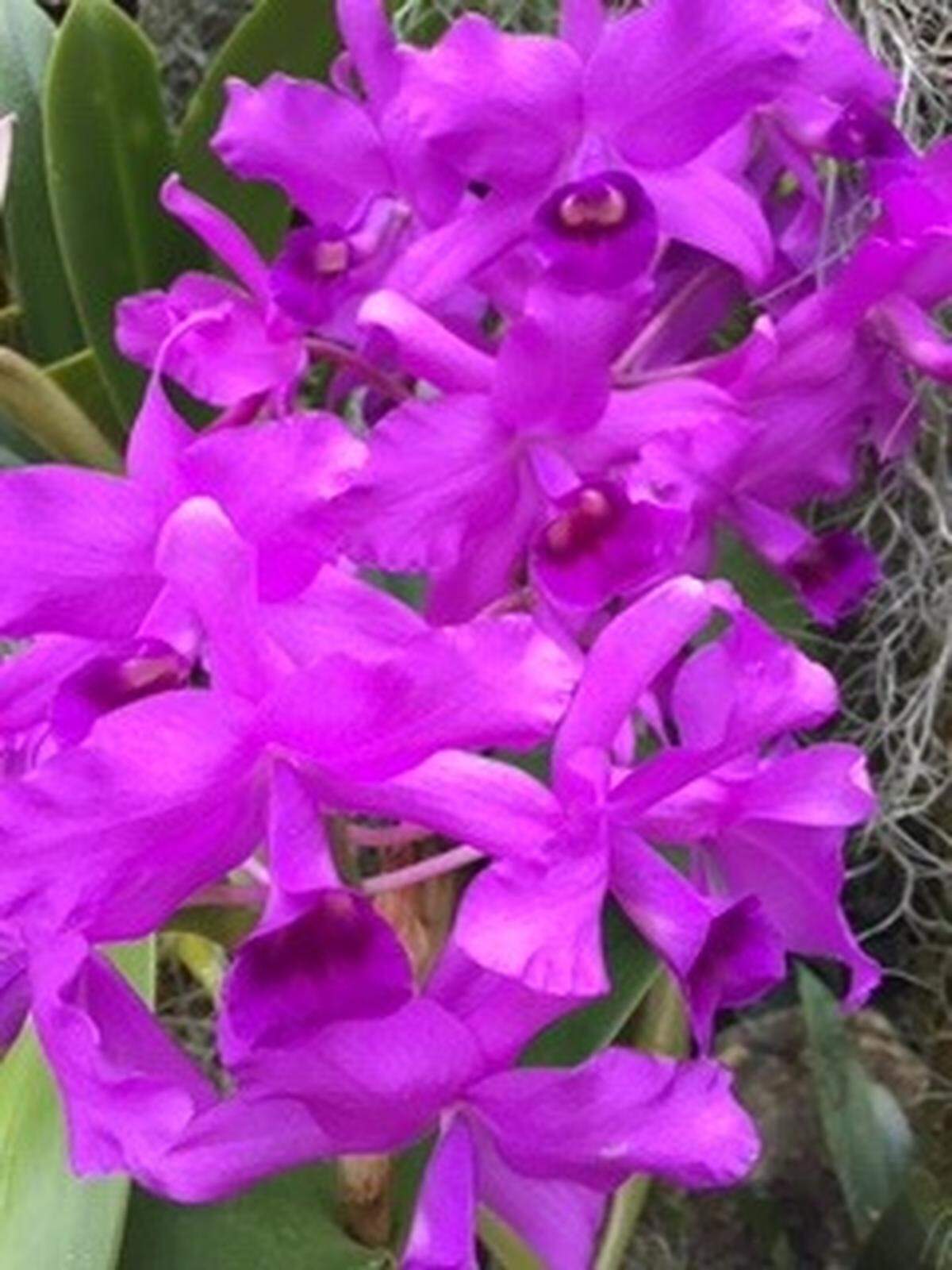 Missouri Botanical Garden in St. Louis offers an orchid show, which began in 1908.