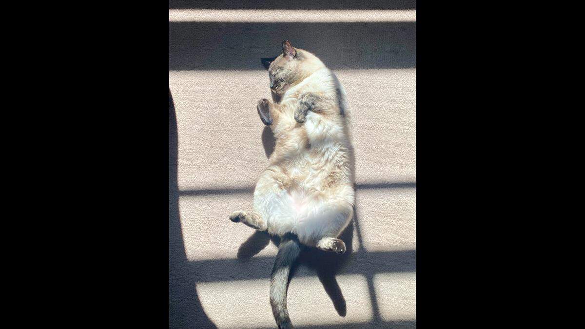 Spritz is a Siamese-tortoise shell mixed breed cat.