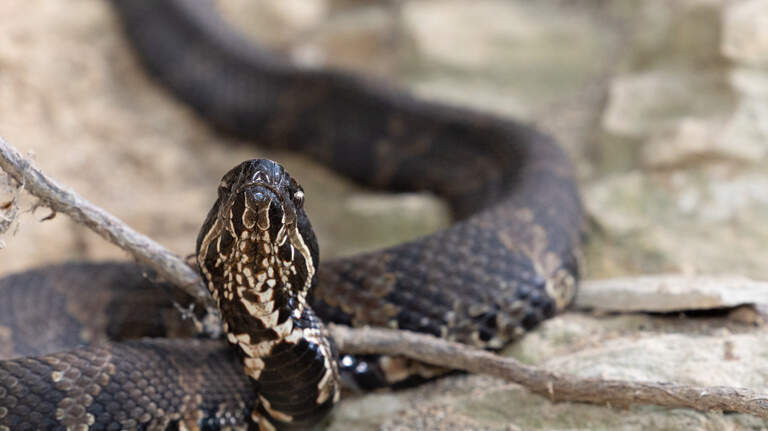 Southern IL road closes to allow 20-plus snake species to cross. How to see it