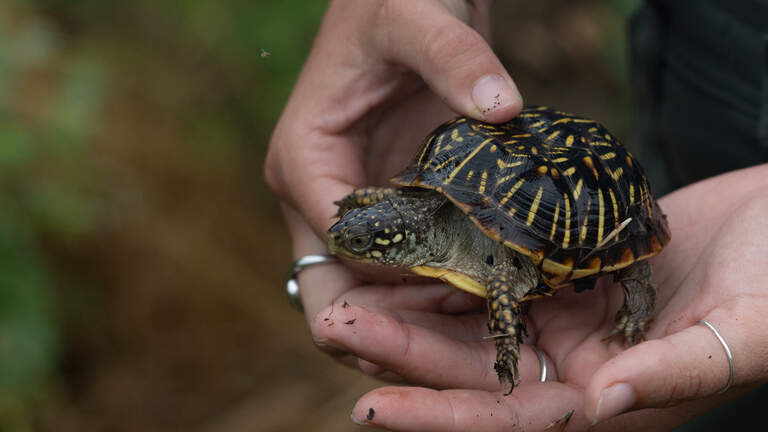 A rare Illinois habitat is disappearing. Explore this Edwardsville reserve