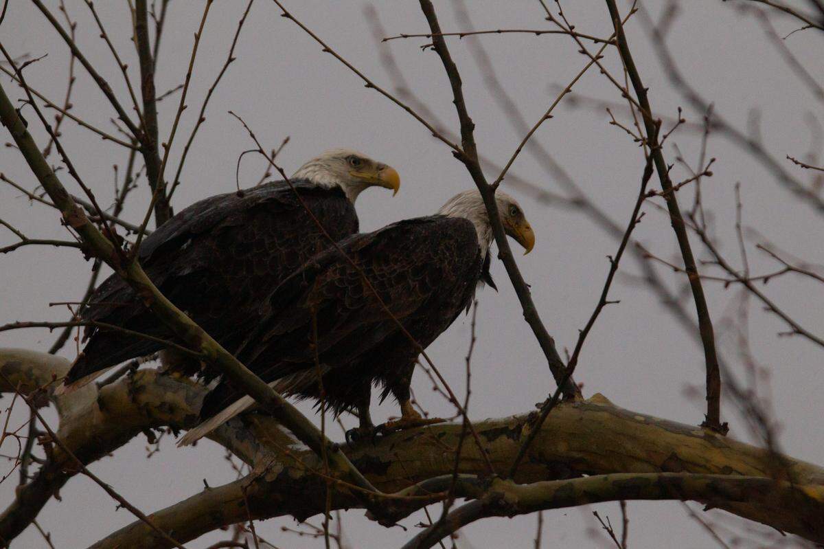 A pair of nesting bald eagles rest upon a branch overlooking a pond at the Audubon Center Riverlands in West Alton, Mo., on March 26, 2024.