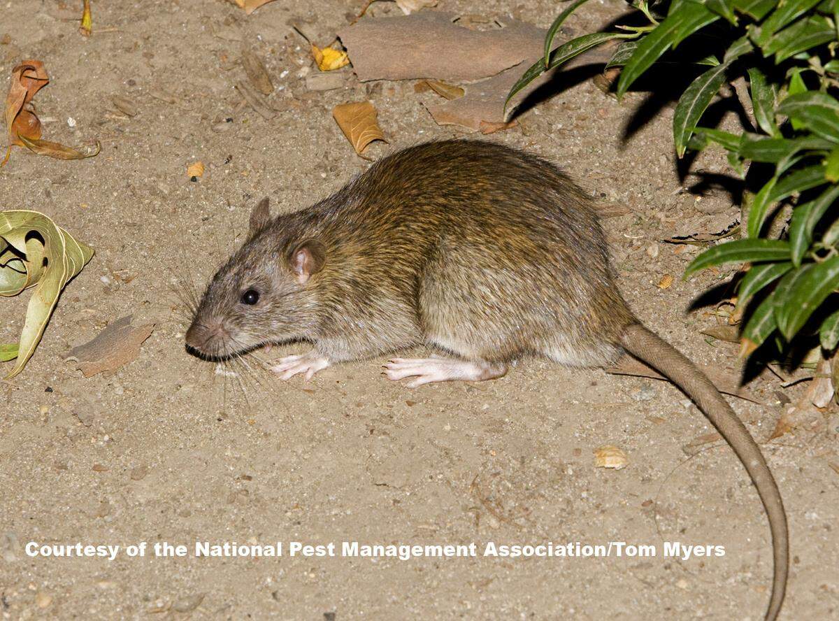 Norway rats, like the one pictured here, are among the rodent species that spread diseases.