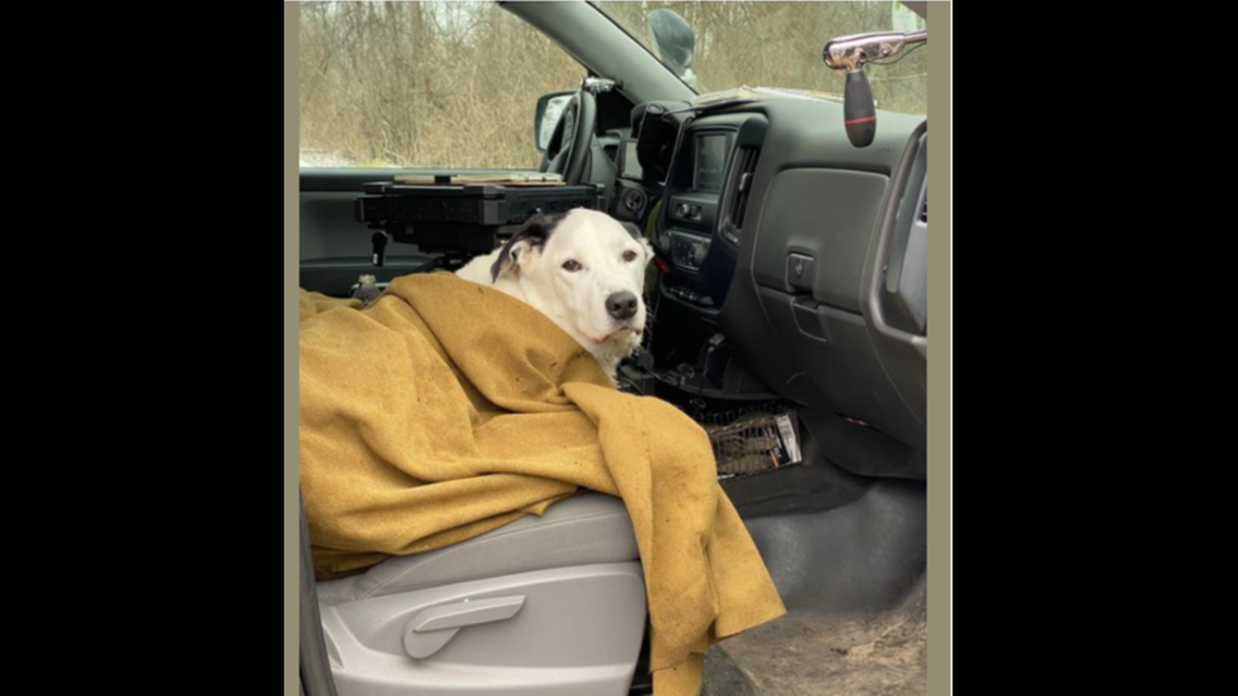 This is Cody, a dog that fell 100 feet over a cliff in Michigan and landed in a river.