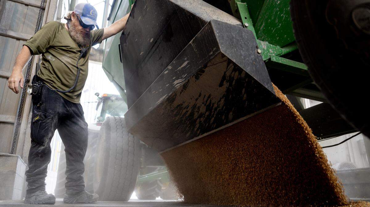 John Logan, a 49-year-old grain operations assistant, monitors grain being dumped into the Top AG Grain Co-Op’s silos on Tuesday, June 27, 2023, in Okawville, Ill.