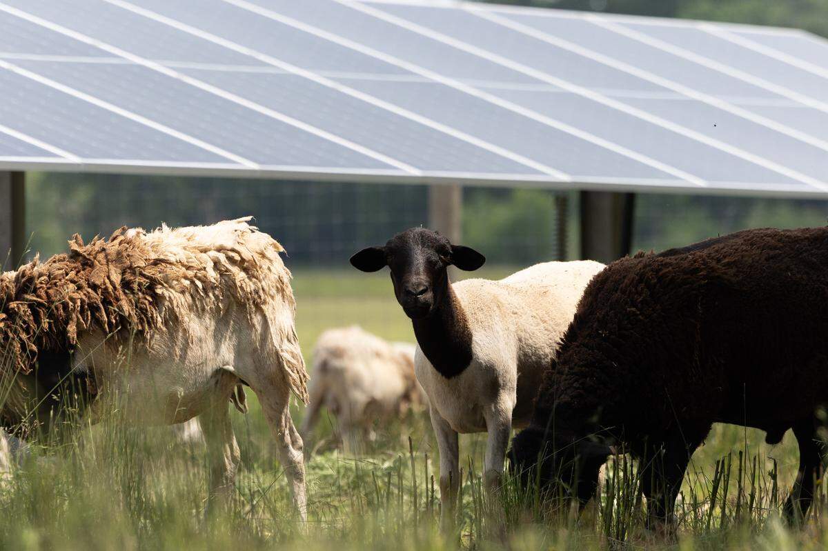 A sheep stops its grazing at a solar farm in Salem to watch passers-by.