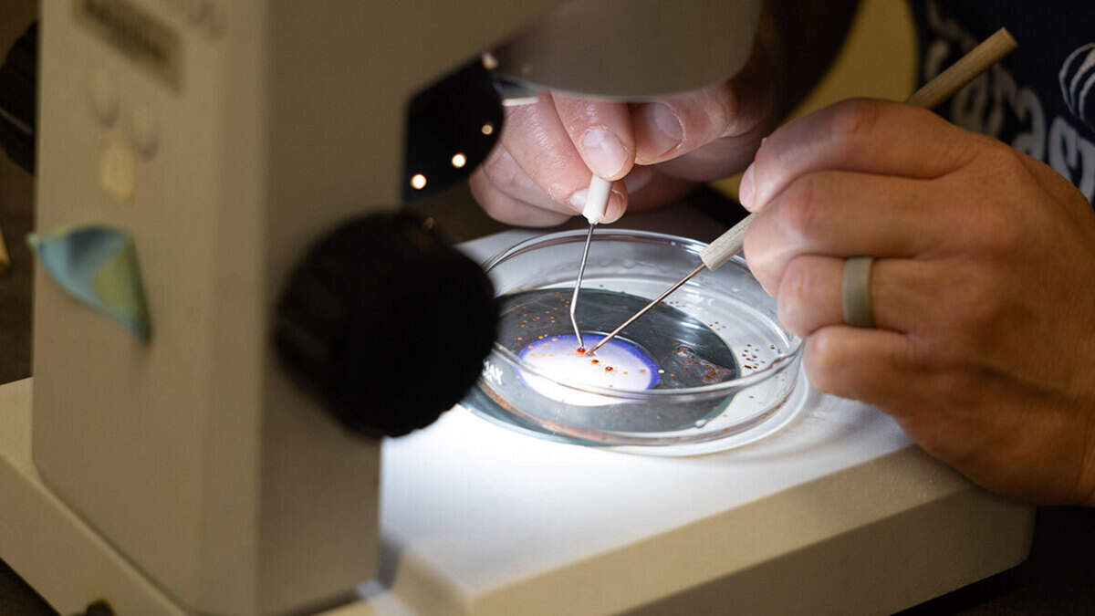 SIU Zoology professor Agustín holds a test tube of ticks during a collection in his course “Parasitology” where he led students in identifying and processing ticks in April in Carbondale.