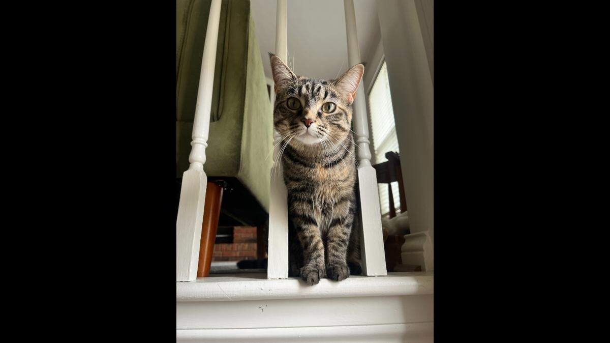 This curious girl, Bunty, is 1 year old and easy on the eyes, but ineligible to win the Belleville News-Democrat’s cutest cat contest as she is cared for by a BND journalist.