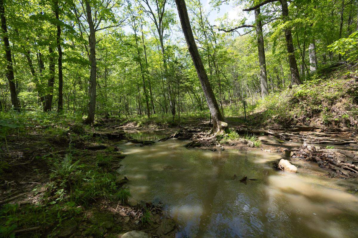 The stream at Storment-Hauss Nature Preserve is a great source for viewing reptiles and amphibians, including frogs, turtles and snakes.