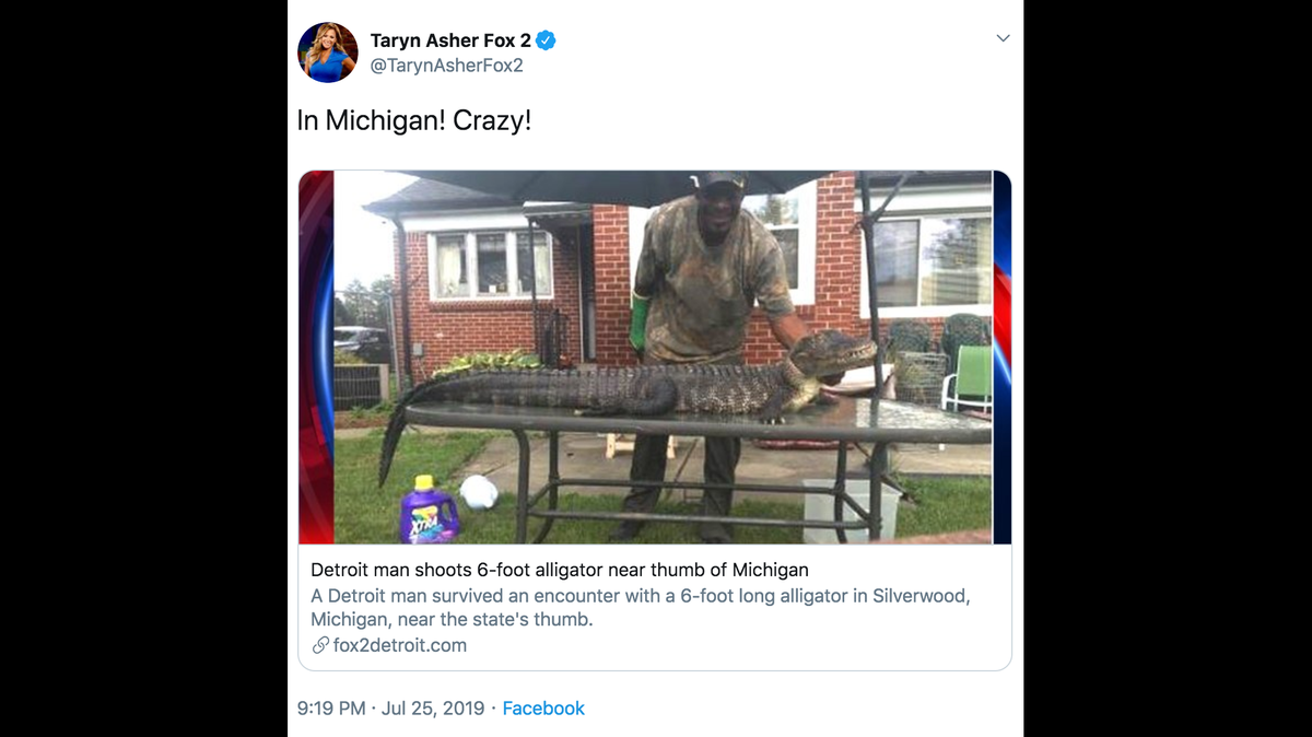 A man says he shot and killed an alligator after it lunged at him in Michigan.