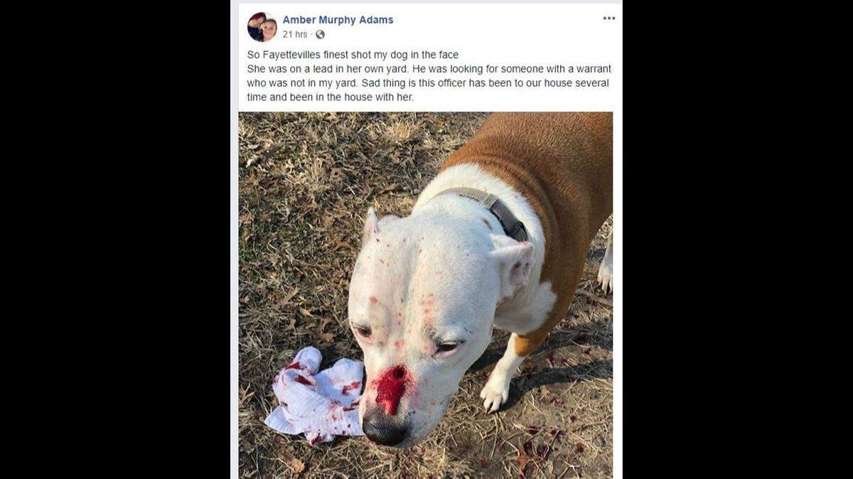 Fayetteville police shot a dog in its yard on Thursday morning while they were chasing a suspect. They say the dog is expected to survive.