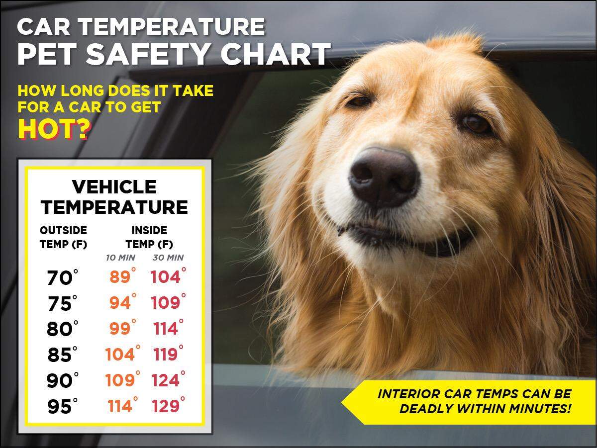 If it’s too hot for you, it’s too hot for your dog: Don’t leave dogs in hot cars, BND columnist Michelle Meehan Schrader warns. In her latest column, she writes about the tragic dangers of leaving dogs in hot cars during the summer.