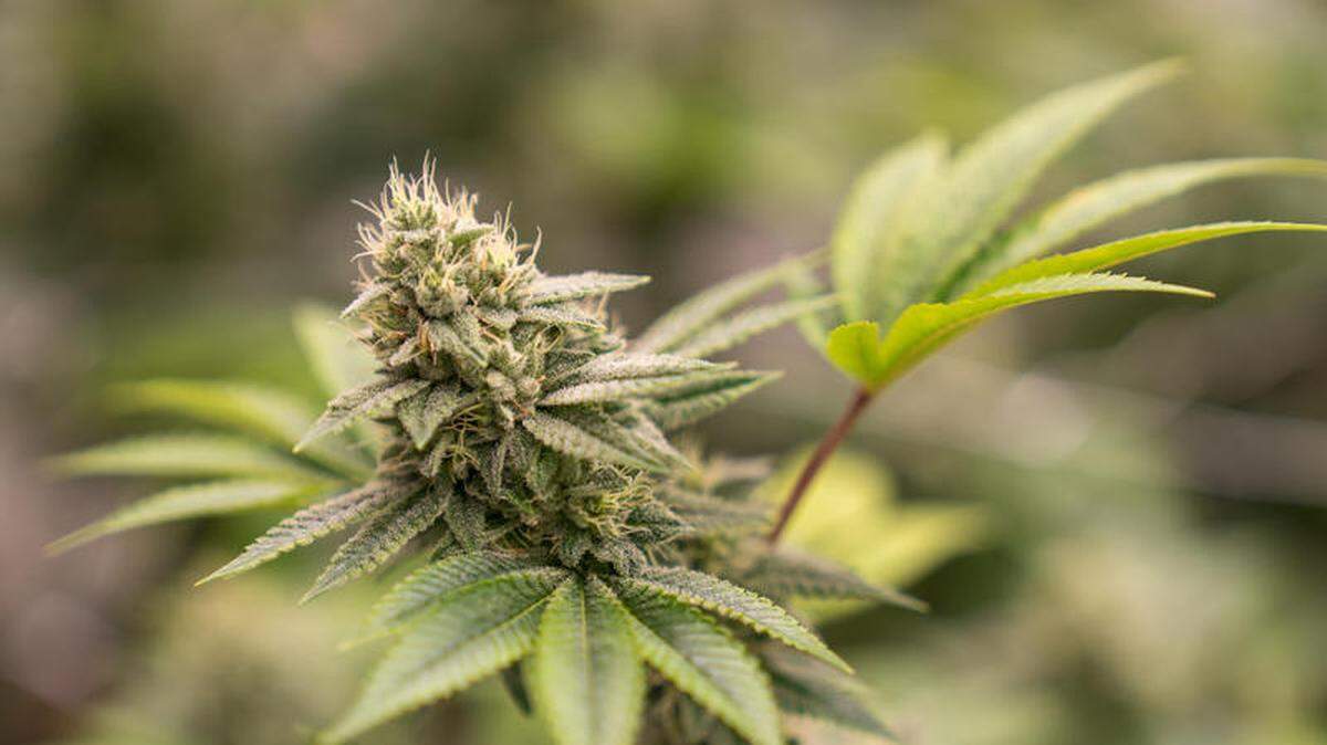 A cannabis dispensary is expected to open on the east side of Belleville next year.