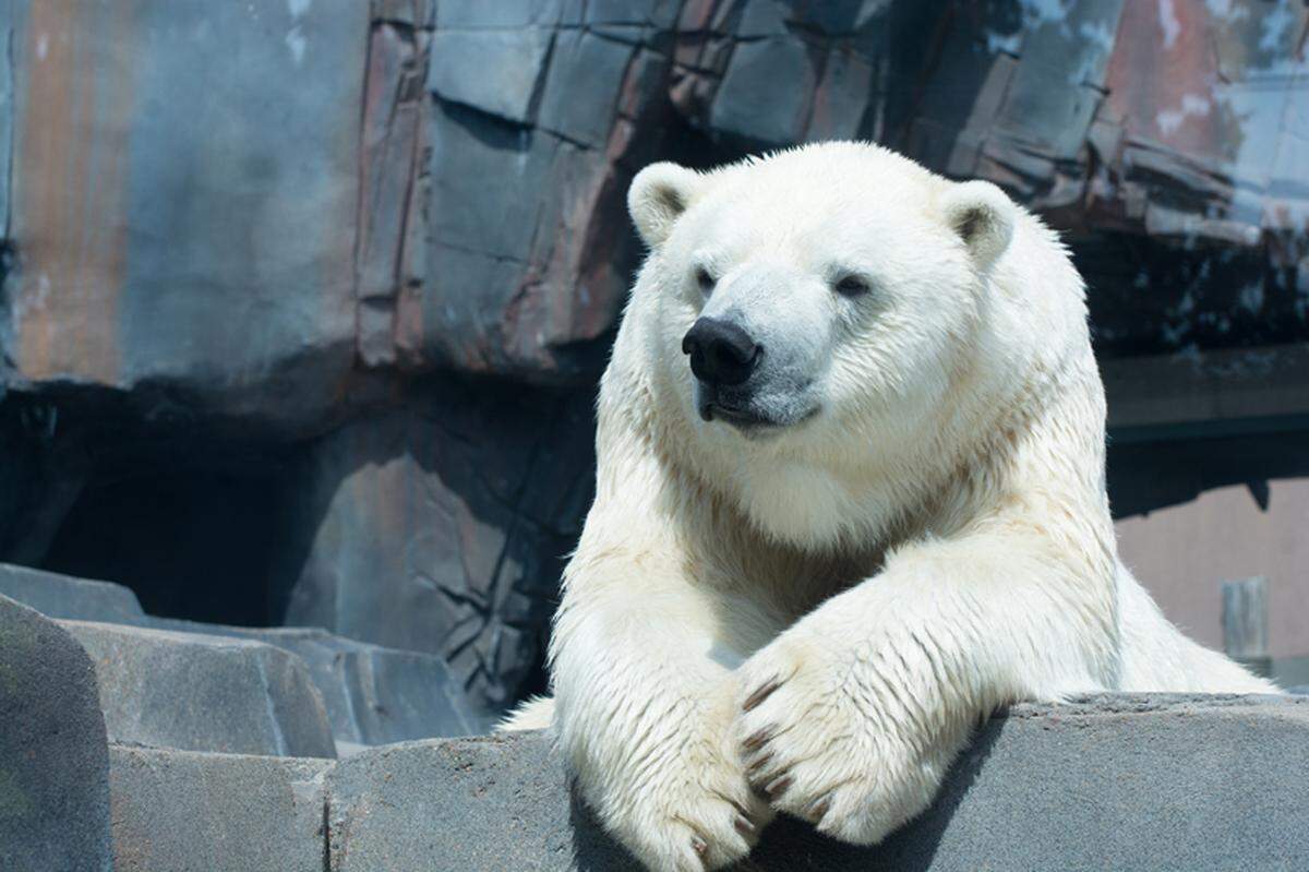 Visit Kali at Polar Bear Point and celebrate International Polar Bear Day at the St. Louis Zoo on Saturday. Visitors to the Zoo can learn about polar bears and their role in the Arctic. Visit www.stlzoo.org/polarbearday for more information.