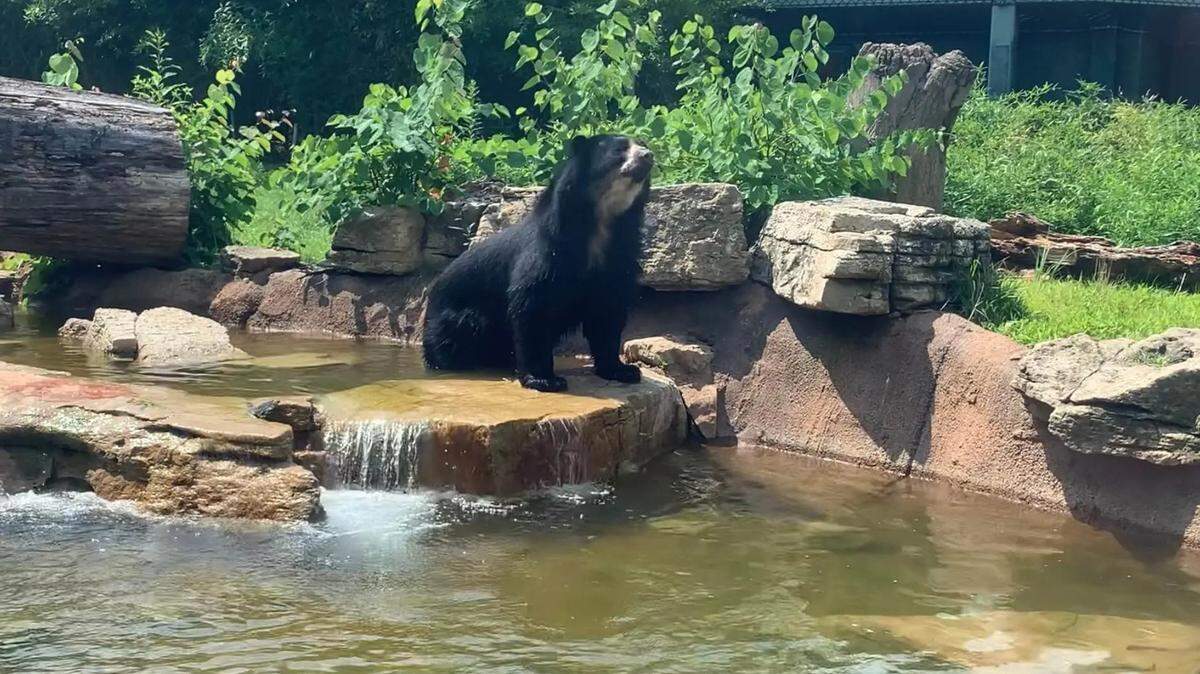 Andean bear Ben, currently at the Saint Louis Zoo, is four years old and was born at the Queens Zoo. He will be transferred to Texas soon.