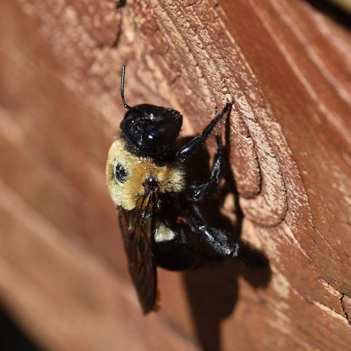 A carpenter bee on decking wood is seen in this file photo.
