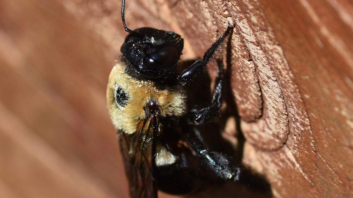 A carpenter bee on decking wood is seen in this file photo. Here’s what to do if you’re finding them tunneling into your Kentucky property this spring and summer.