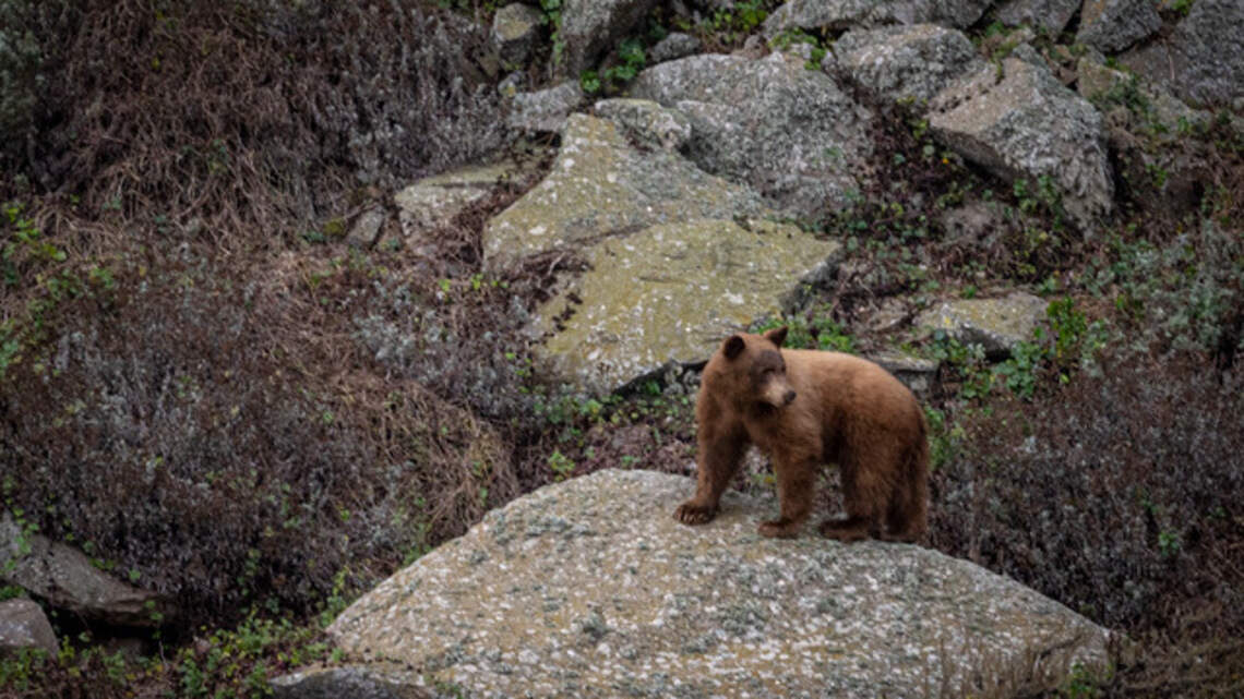 Black bear spotted wandering around Morro Rock