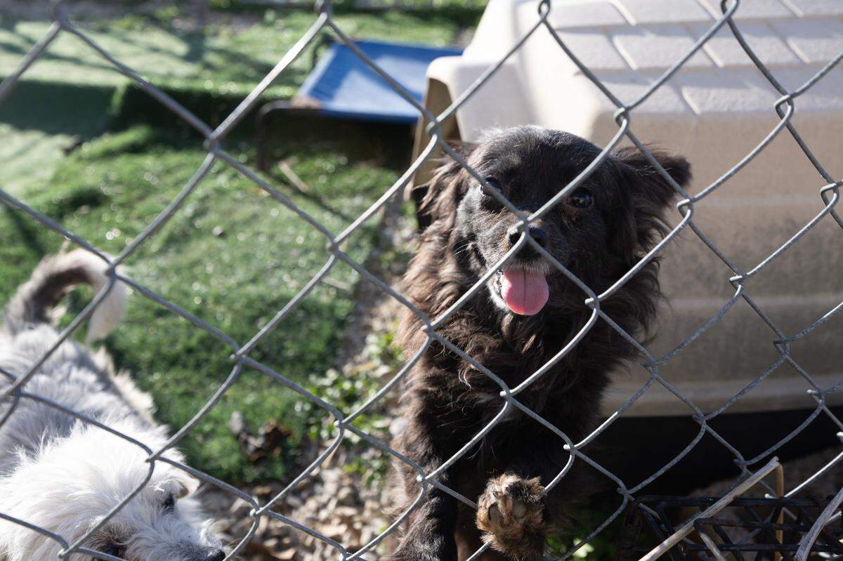 Lita Ford and Joan Jett, seen here, are among the rescue dogs available for adoption.
