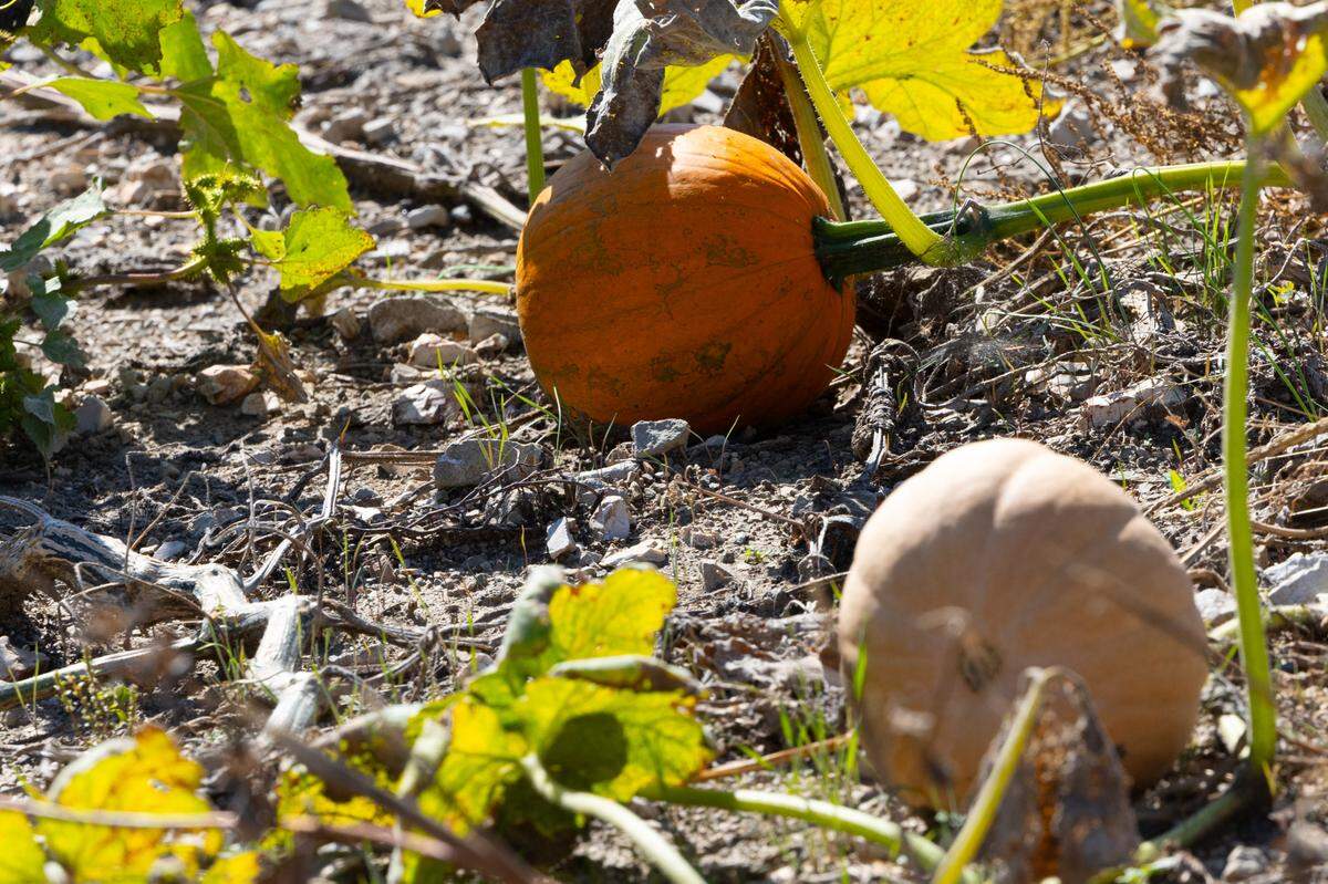 Pumpkin Blossom Farms has free admission and an exceptionally large pumpkin patch in the middle of Red Bud, Ill. farmland.