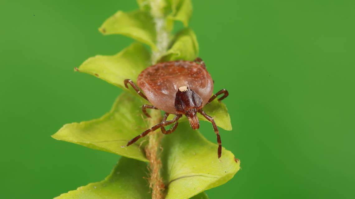 A tick sits on a green, leafy plant.