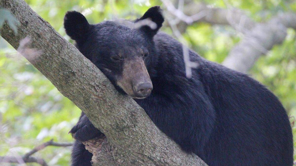 Local resident Amy Dunlap photographed this male black bear that had climbed a tree off Illinois 4 and East Oak Street in Mascoutah last year.