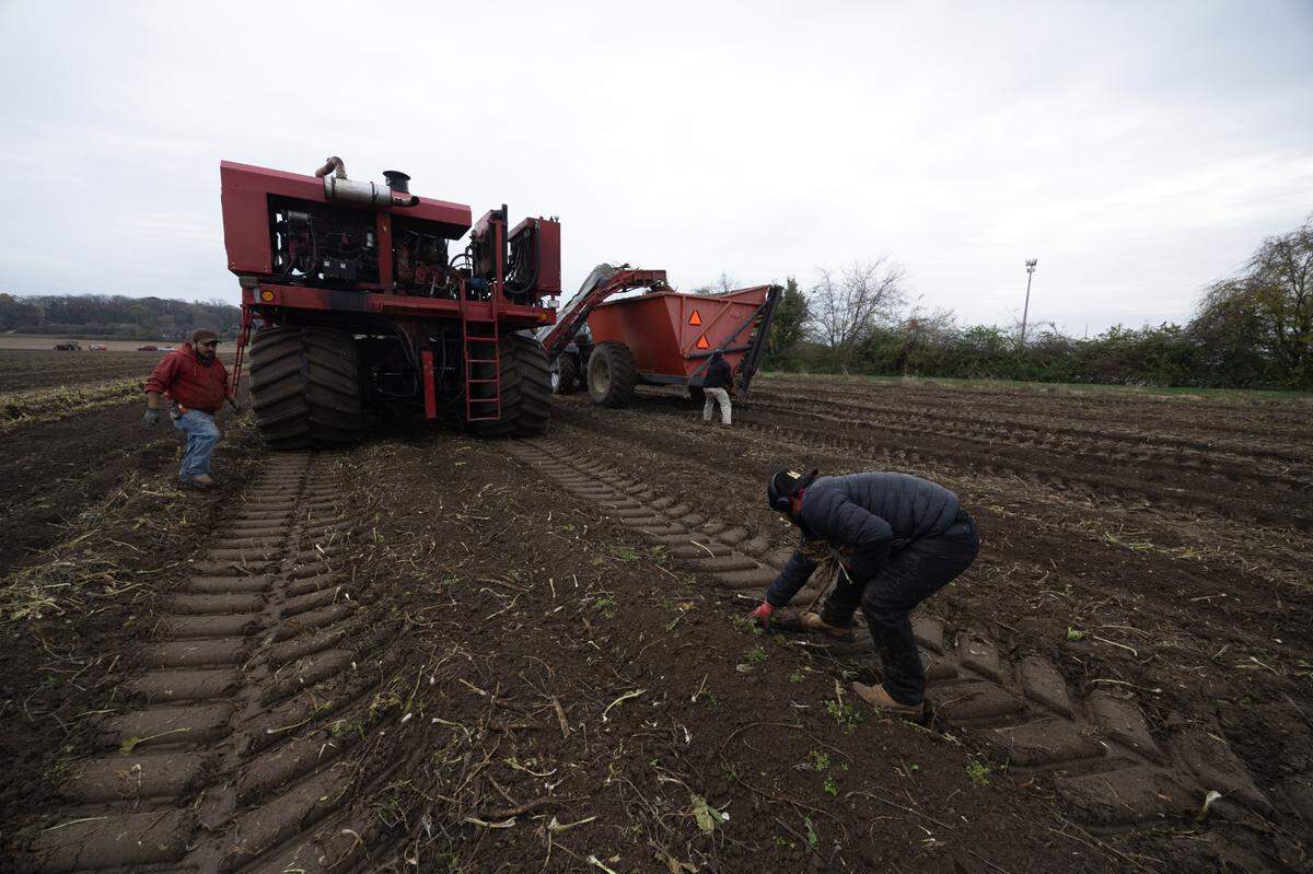 Due to the difficulty in harvesting the leafy roots, manual laborers are needed to follow behind the tractor and pick up any roots that may have been discarded or neglected. This ensures the product is completely accounted for and contributes significantly to the 16 million pounds of horseradish harvested in the metro-east each year.
