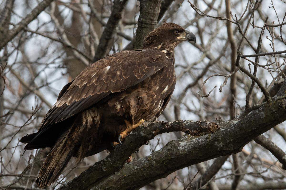 A juvenile eagle rests on a branch near Horseshoe Lake in Collinsville, Ill. on Jan. 22, 2025.