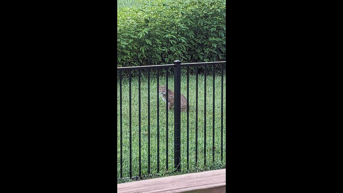 A bobcat sits outside of Lucy Burton’s house on Aug. 13, 2024. This picture was taken in the morning as the bobcat was eating a bird.