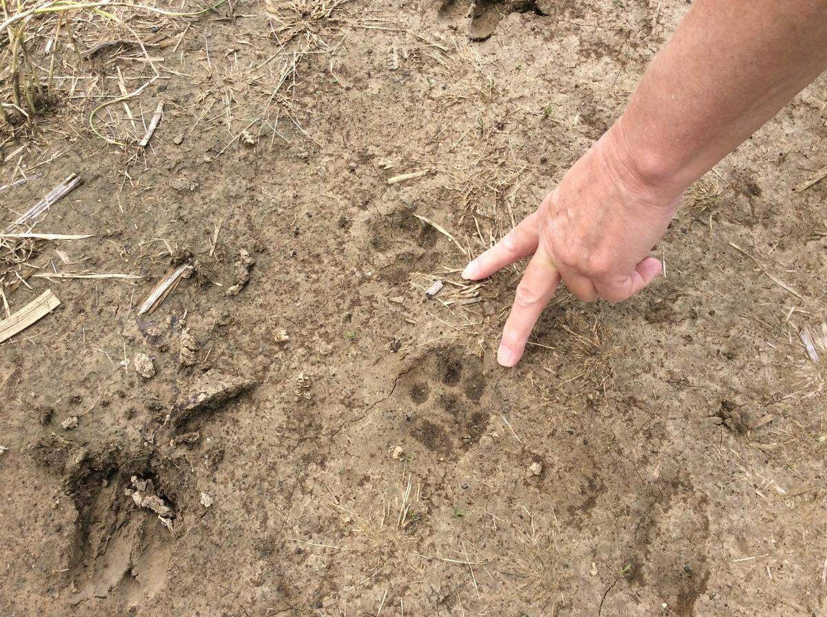 Anne Cicero points to two tracks on her St. Jacob property in May 2017.