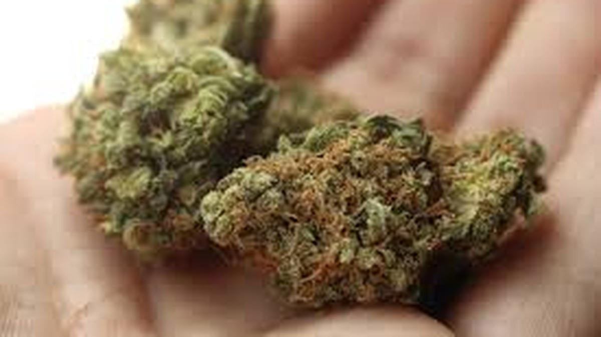 Marijuana, ready to smoke.