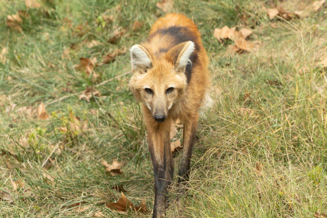 A maned wolf named Luigi walks through his enclosure at the Endangered Wolf Center. Maned wolves are often referred to as “foxes on stilts,” despite their being in a separate genus from foxes, due to their orange coloration and long legs.